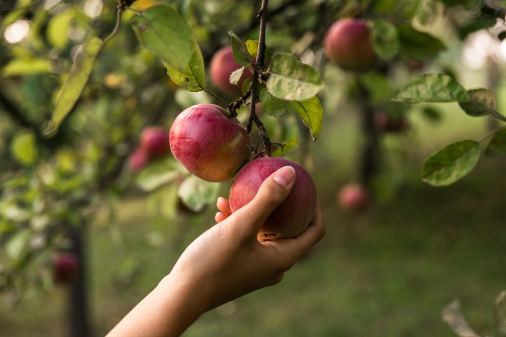 Hand picking a ripe apple in an orchard