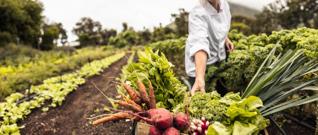 Chef harvesting vegetables in a diverse regenerative garden