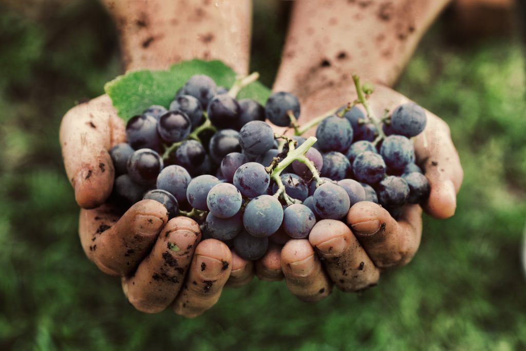 Hands offering a bunch of grapes